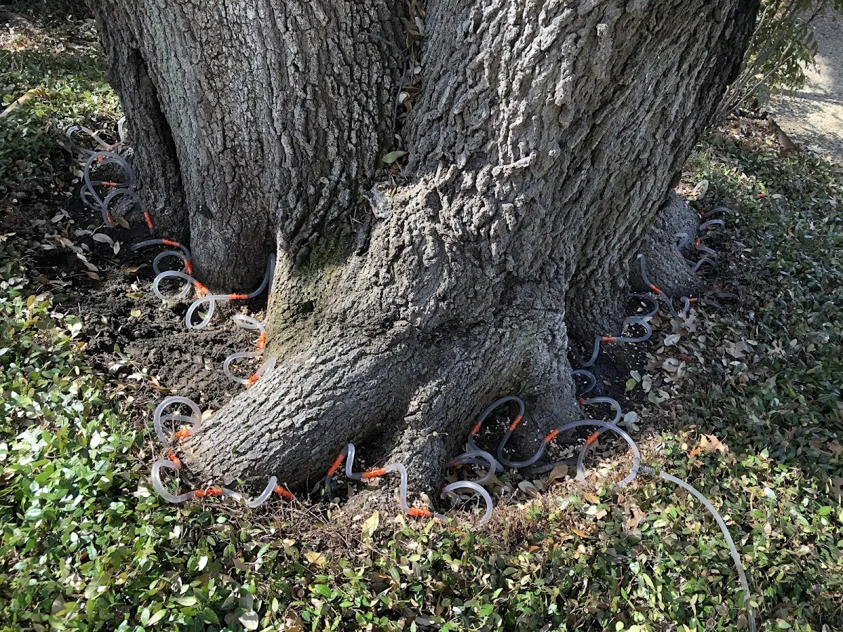 Detailed Tree Cabling and Bracing job site in Union Springs